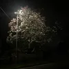 rhylie_gam
