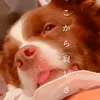 トモとテール🐾🍎