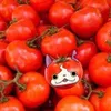 tomatonyan