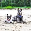 aurora.and.delgado
