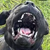 demon_dynastydogs
