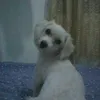 cheesemoza
