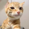 mồn lèoo 🐈‍⬛