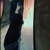 deaharahapp3