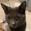 kiwi_the_cat01