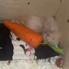 taotiktokdegiaitri
