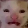 editvarga409