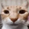tem4ikedit