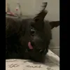 deinemudda.stinkt1