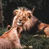 mohsenaliraqi42