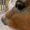 sadellox