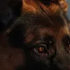 dogmattics