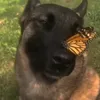 concainitnha66