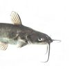 culturingfish