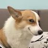 dytxxuut2mhd
