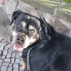 sunny2015_rottweiler