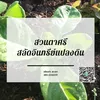 สวนตาศรี สลัดอินทรีย์แปลงดิน