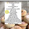 أم رياض