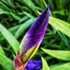 Jardín.de.ColoresTV
