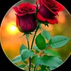 user040266762