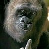 farid_kris
