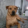 dog_lover5643