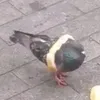 .sry_78
