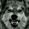 tinywolf02