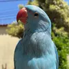 theoealfredo