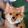 7crazypoms