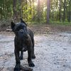 pacifica_cane_corso
