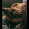 nugget854321
