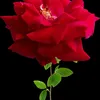 hhk._17