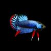 bettafish204