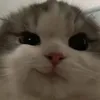 imjustakidult