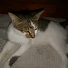 cat_cat_meowww