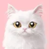 inaaz85