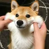 mykute_16