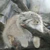 xlunaric