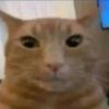 gato_en_el_internet