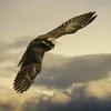 deserthawk.82