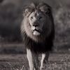 kingdan0001