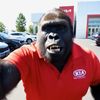 gorilla_king_mike