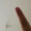 on1y_fan