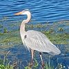 dianedinflorida