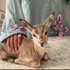 diya_wardy