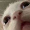 felixjhosep20