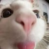 mintchocolatechip34
