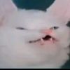 adan_anaya