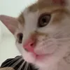 piskot_the_orange_cat